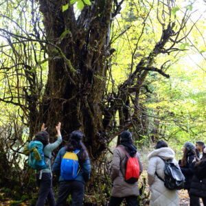 در ستایش درخت تنومند