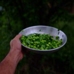 سه شنبه بازار فومن