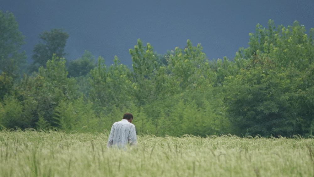 تابستان شالیزارها