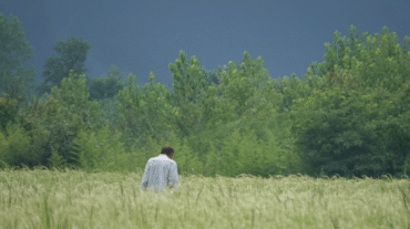 تابستان شالیزارها