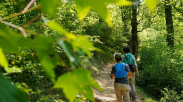 پیمایش جنگل