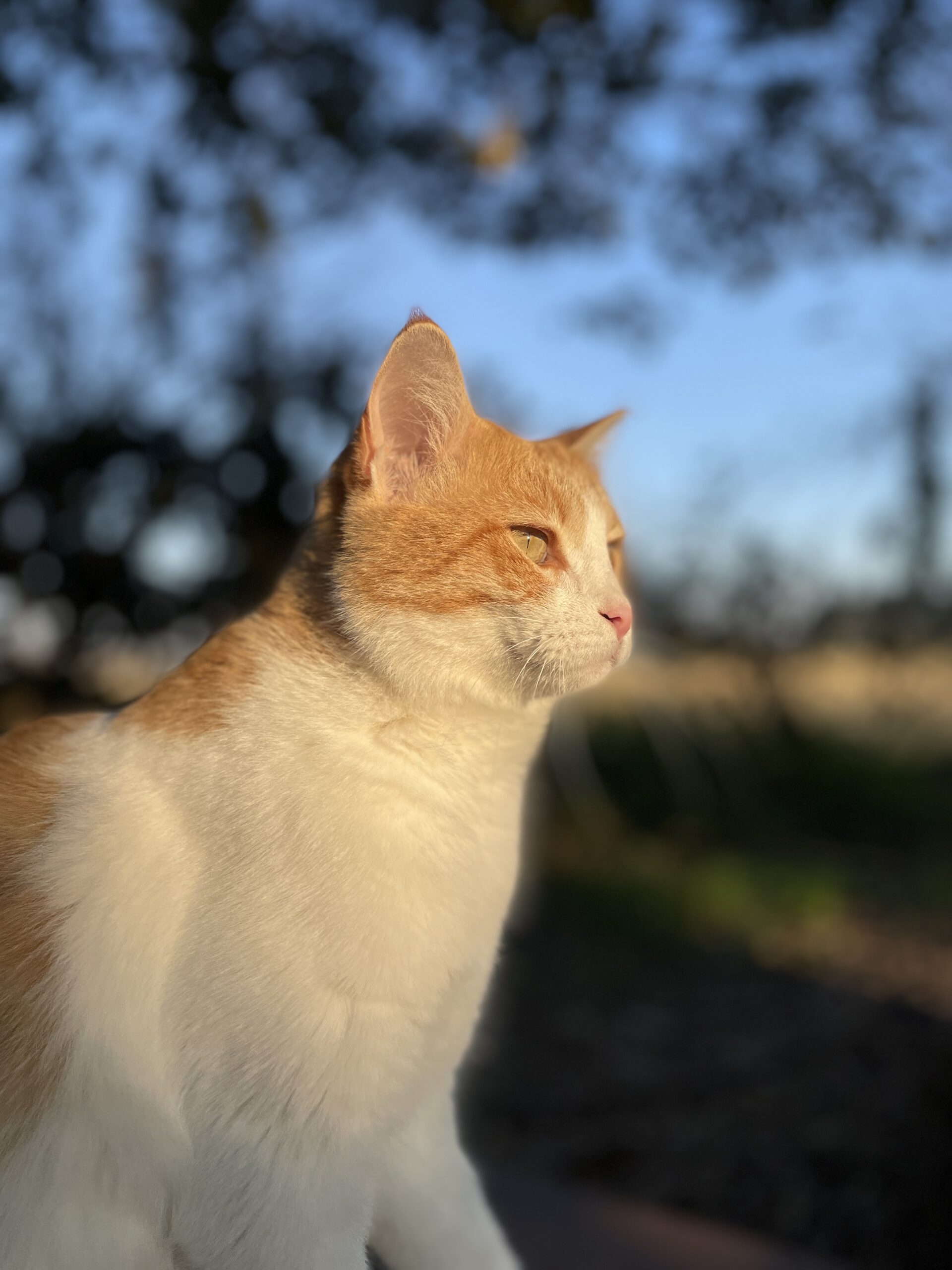 نبات گربه ارشد