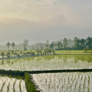 شالیزارهای اطراف سیاگالش پس از نشاکاری در بهار