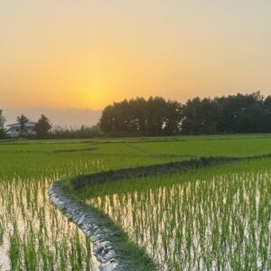 شالیزارهای همسایه